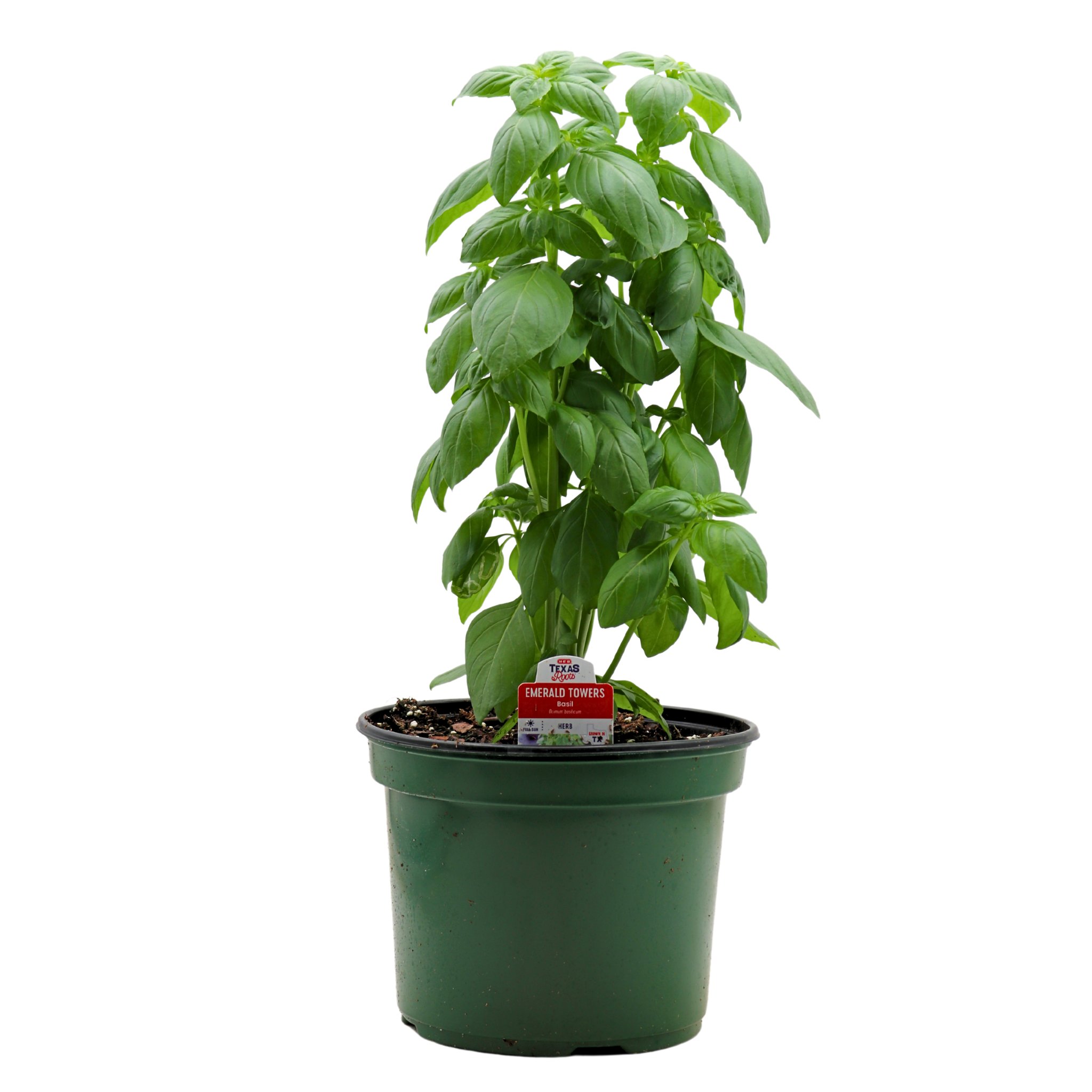 HEB Texas Backyard The Herb Patch Basil Potted Plant Everleaf