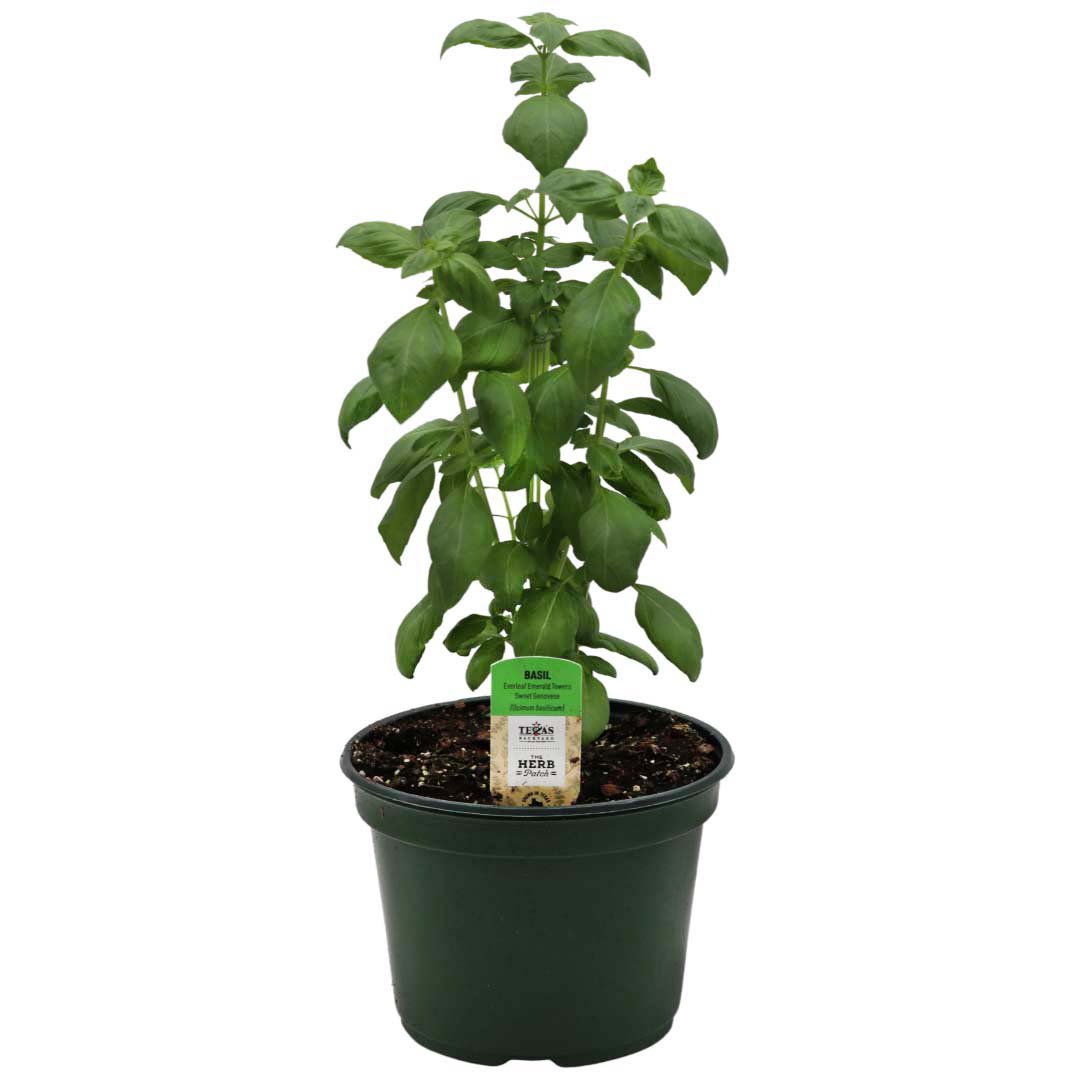 H-E-B Texas Roots Emerald Towers Basil - Shop Potted plants at H-E-B