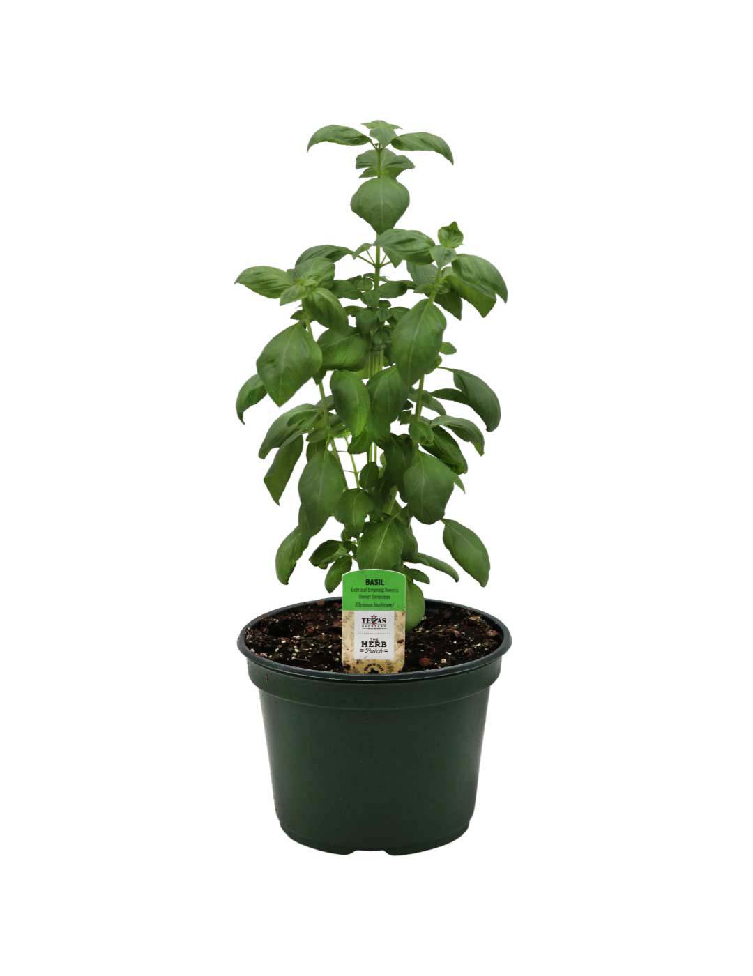 H-E-B  Texas Roots Emerald Towers Basil; image 1 of 3