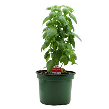 H-E-B  Texas Roots Emerald Towers Basil, 8"