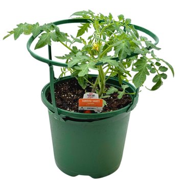 H-E-B Texas Backyard The Veggie Patch Sunrise Sauce Yellow Tomato Plant, 8 in