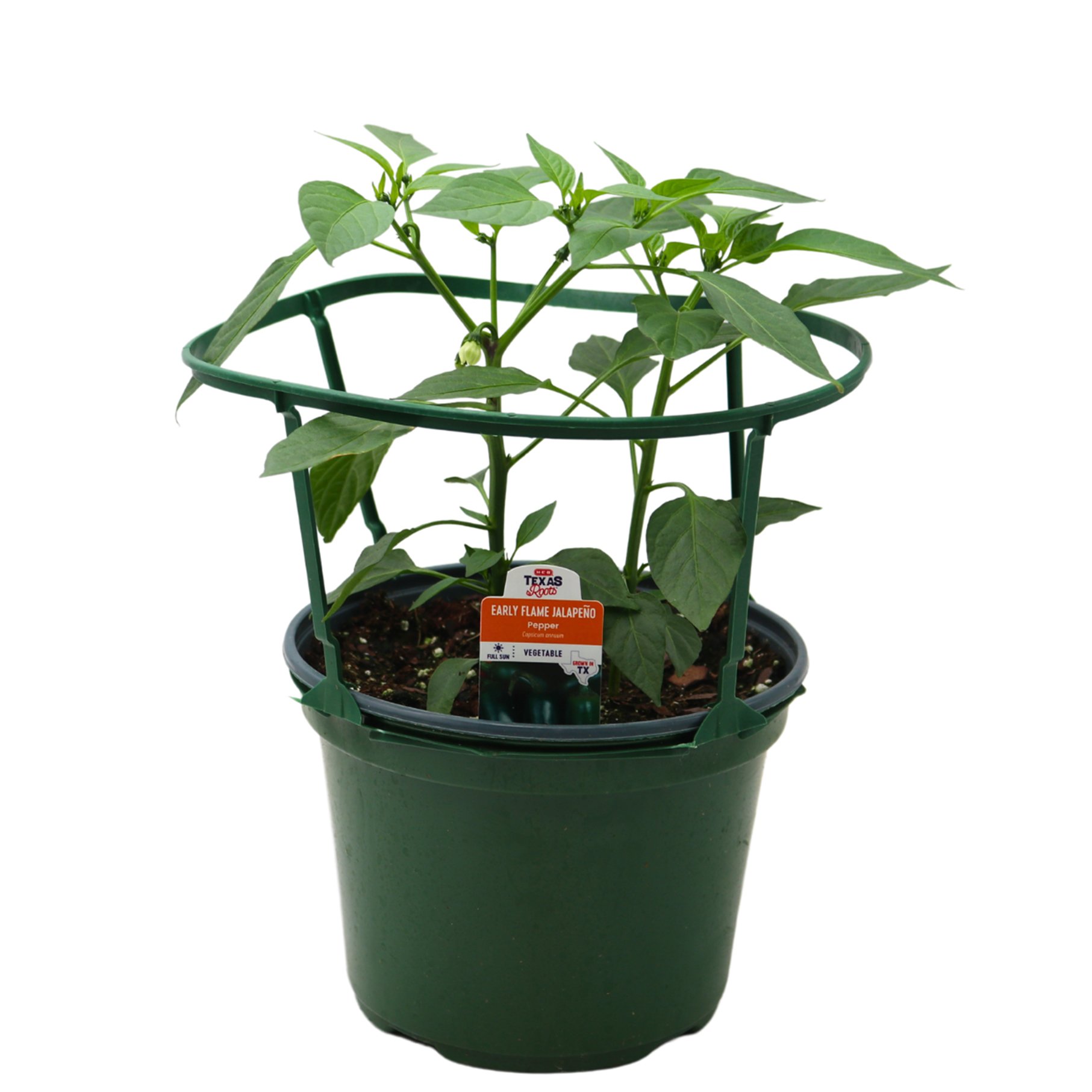 dracaena marginata tree Dracaena Marginata Kiwi Dragon Tree Tropical Plant (1 Plant or Starter Pack  options)