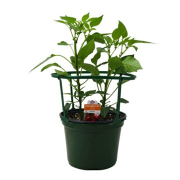 H-E-B Texas Roots Snackabelle Red Pepper, 8"