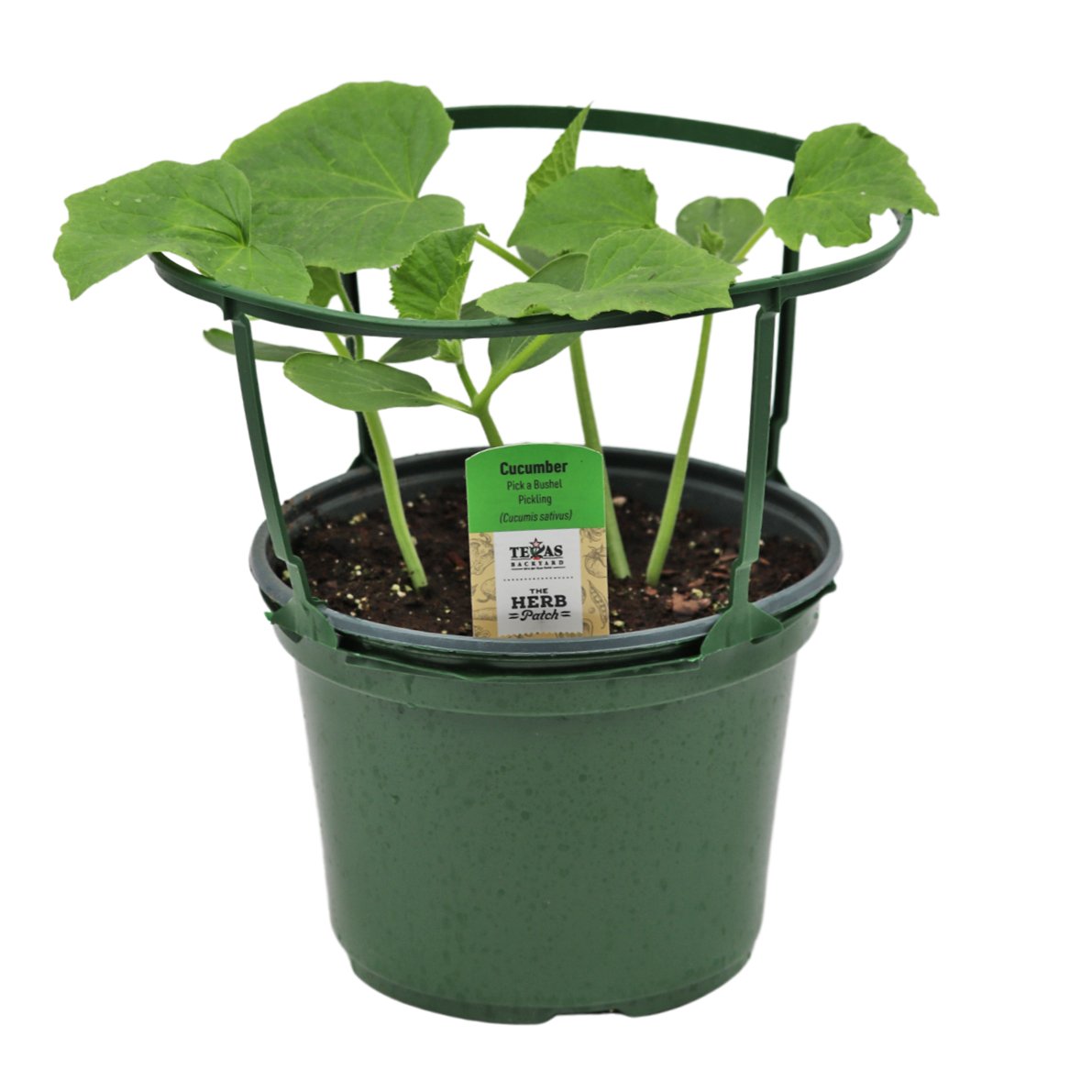 HEB Texas Roots Patio Snacker Cucumber Shop Potted Plants at HEB