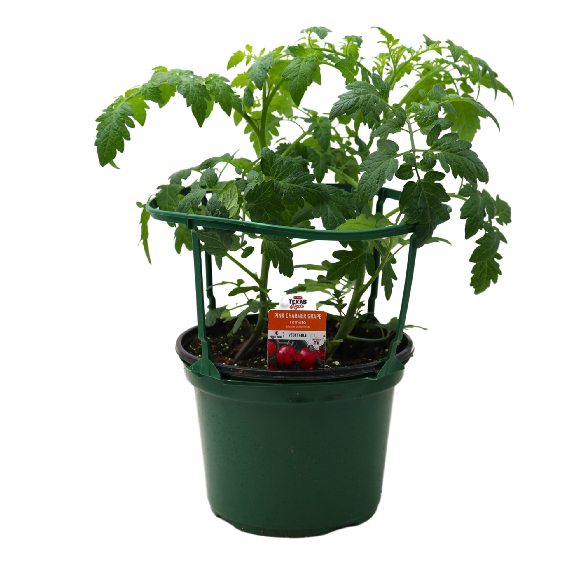 H-E-B Texas Roots Pink Charmer Grape Tomato Plant - Shop Potted Plants ...