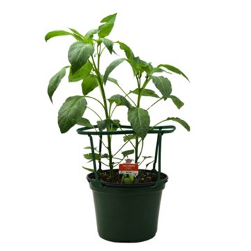 H-E-B Texas Roots Lola Banana Pepper Plant, 8''