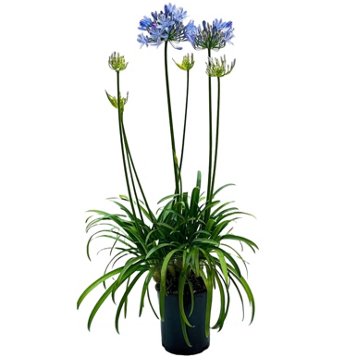 Greenleaf Nursery Peter Pan Dwarf Lily Of The Nile, 1 gal