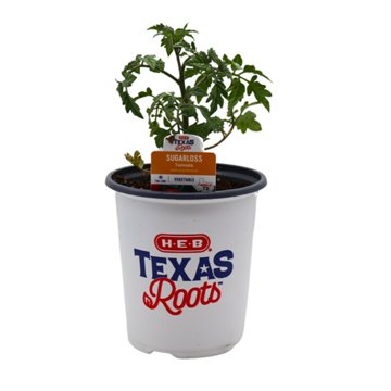 H-E-B Texas Roots Sugarloss Cherry Tomato Plant