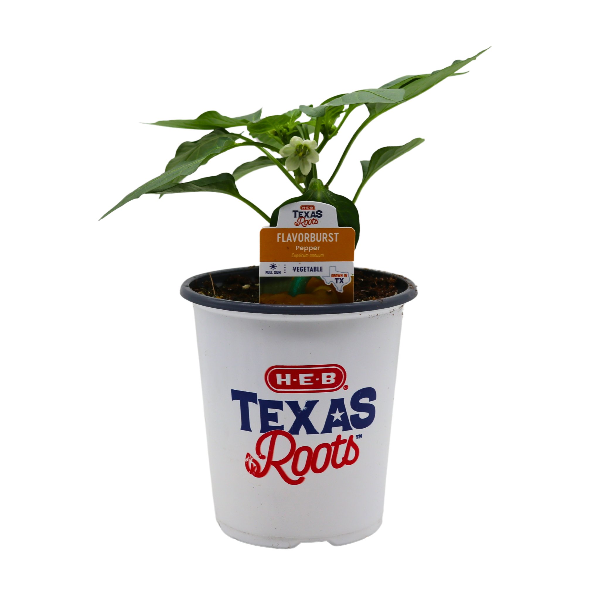 HEB Texas Roots Flavorburst Pepper Shop Potted plants at HEB