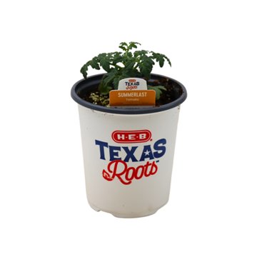 H-E-B Texas Roots Summerlast Tomato Plant