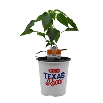 H-E-B Texas Roots Trident Poblano Pepper