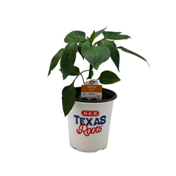 H-E-B Texas Roots Trifecta Pepper Plant
