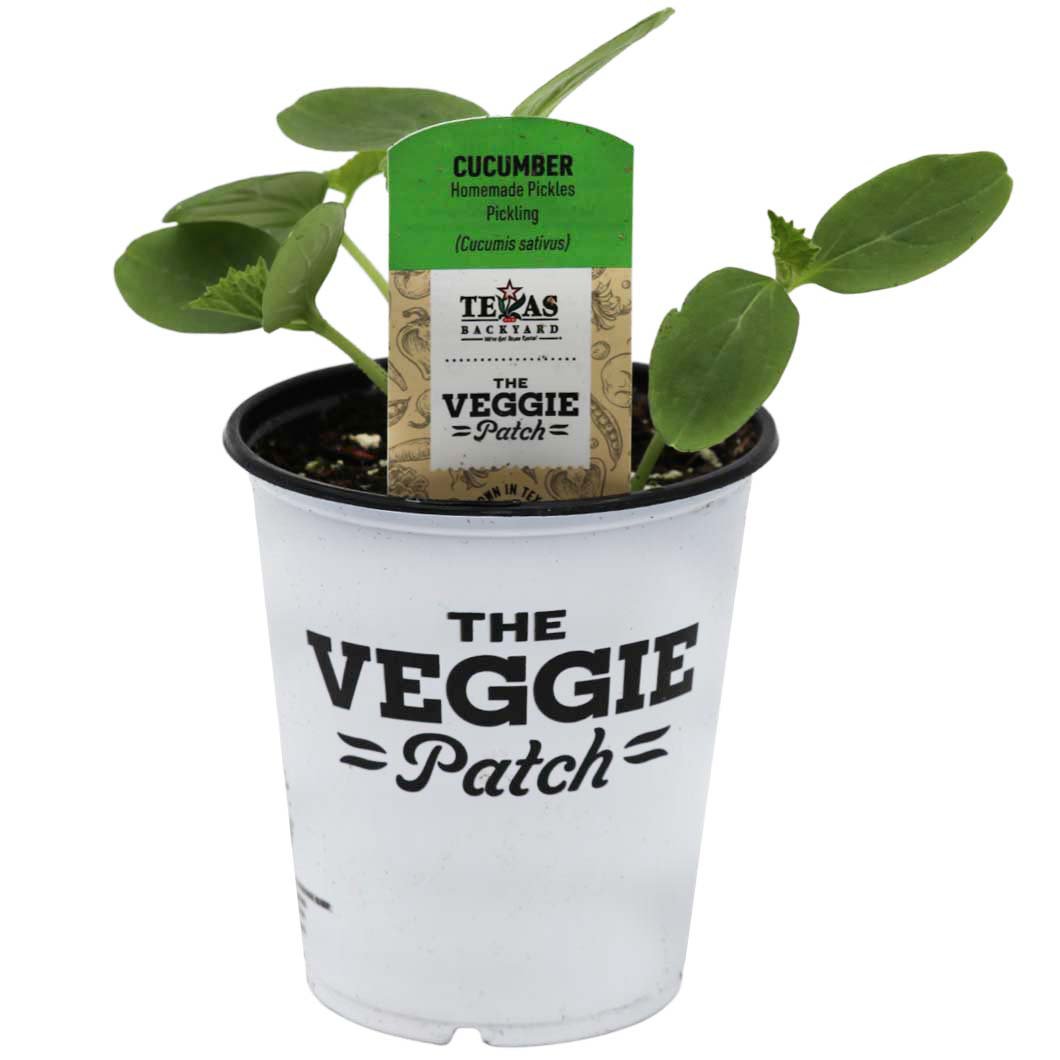 HEB Homemade Pickles Cucumber Shop Potted Plants at HEB
