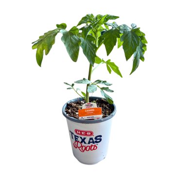 H-E-B Texas Roots Camaro Tomato Plant