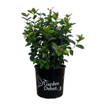 Greenleaf Nursery Shades of Pink Viburnum, 3 gal