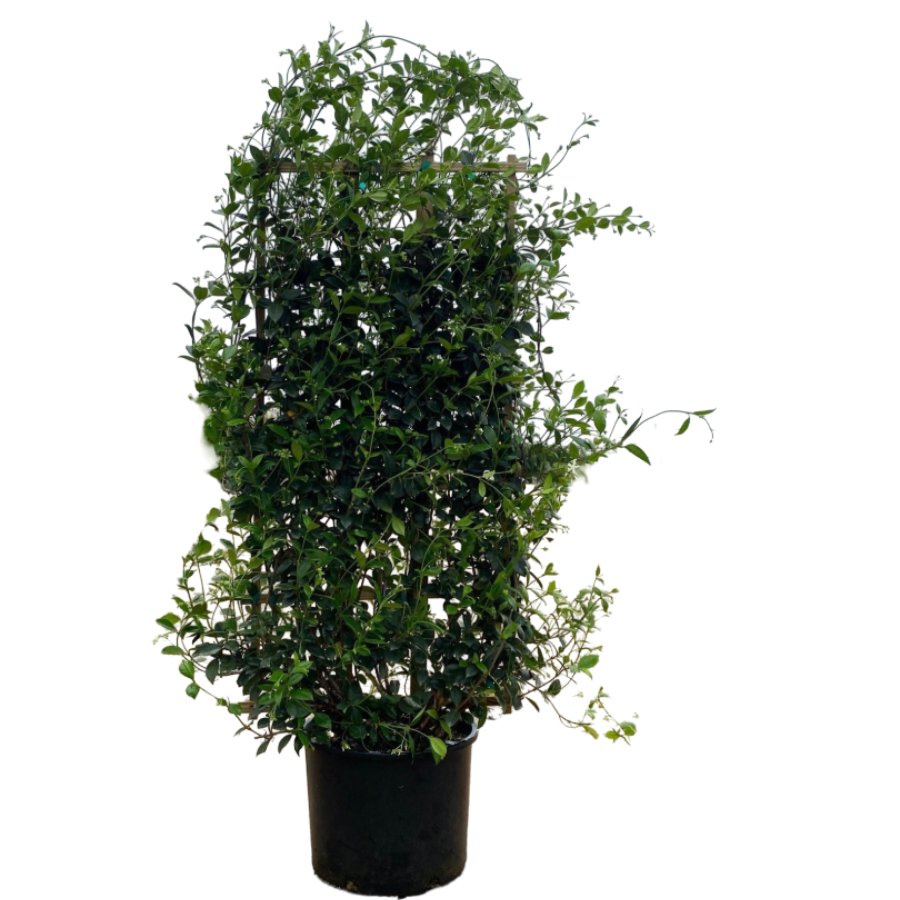 Star Jasmine Espalier Shop Potted plants at HEB