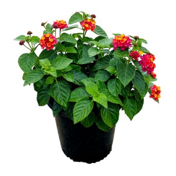 Greenleaf Nursery Lantana - Bandana Cherry Sunrise, 2 gal