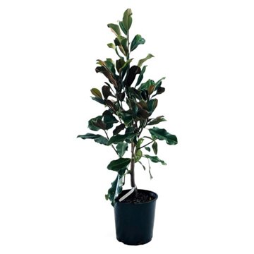 Greenleaf Nursery Bracken's Brown Beauty Potted Magnolia, 2 gal