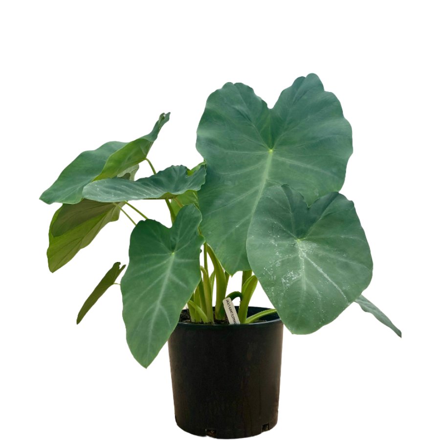 Elephant Ear Jack's Giant Shop Potted plants at HEB