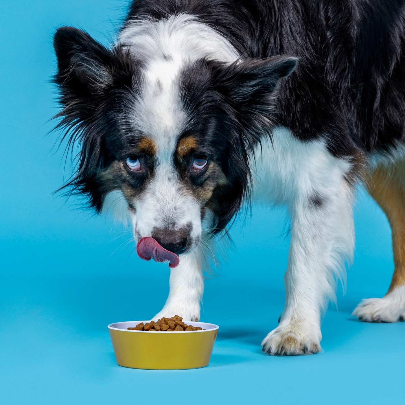 Woof & Whiskers 8 oz Melamine Pet Bowl - Brushed Gold; image 3 of 4