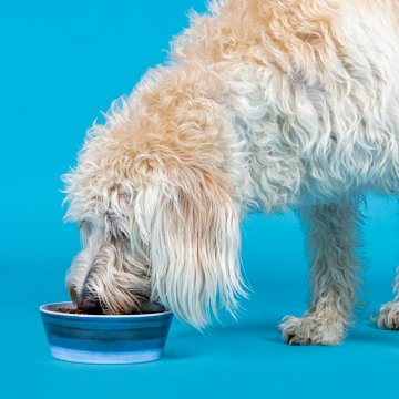 Woof & Whiskers 32 oz Melamine Pet Bowl - Blue Ombre