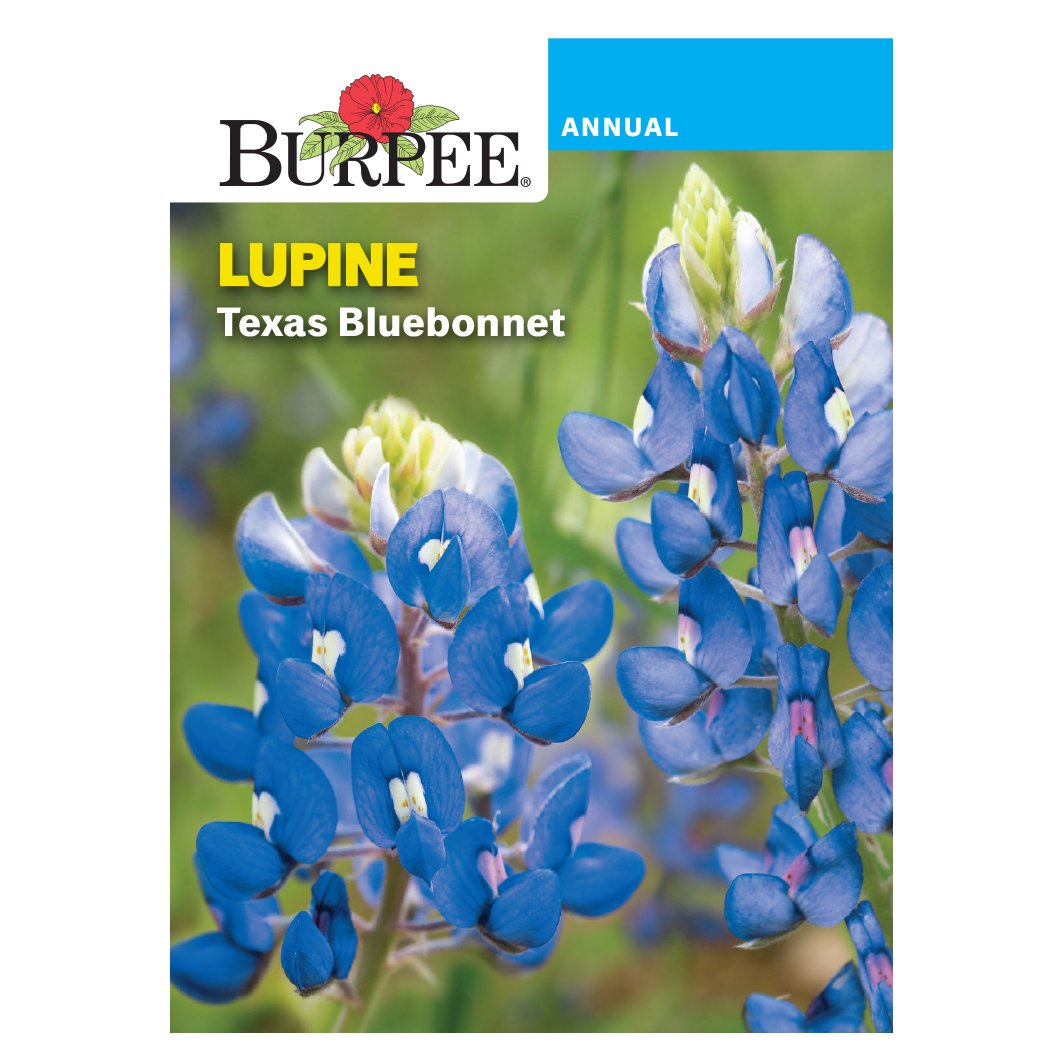 Burpee Annual Lupine Texas Bluebonnet Seeds - Shop Patio & Outdoor at H-E-B