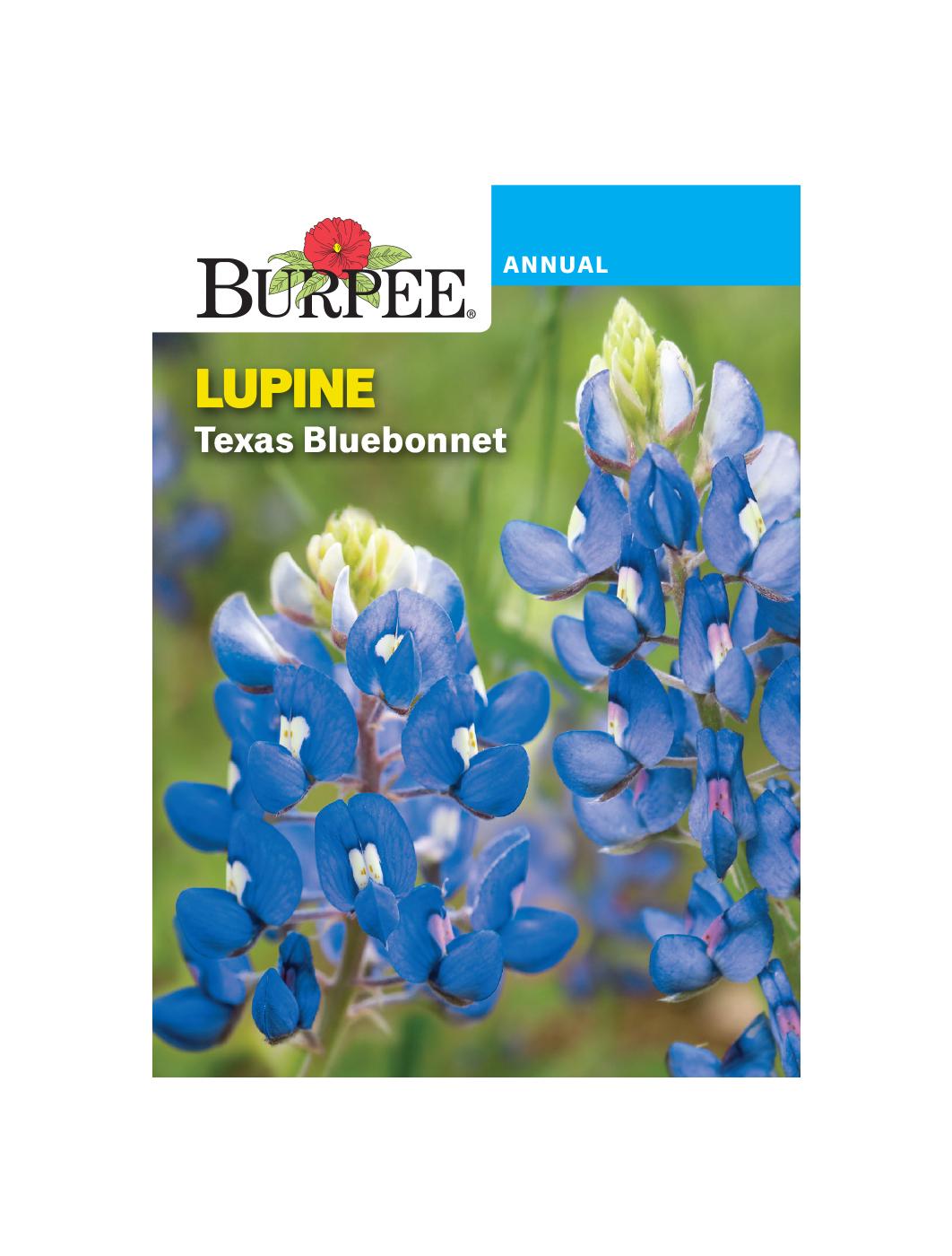 Burpee Annual Lupine Texas Bluebonnet Seeds; image 1 of 2