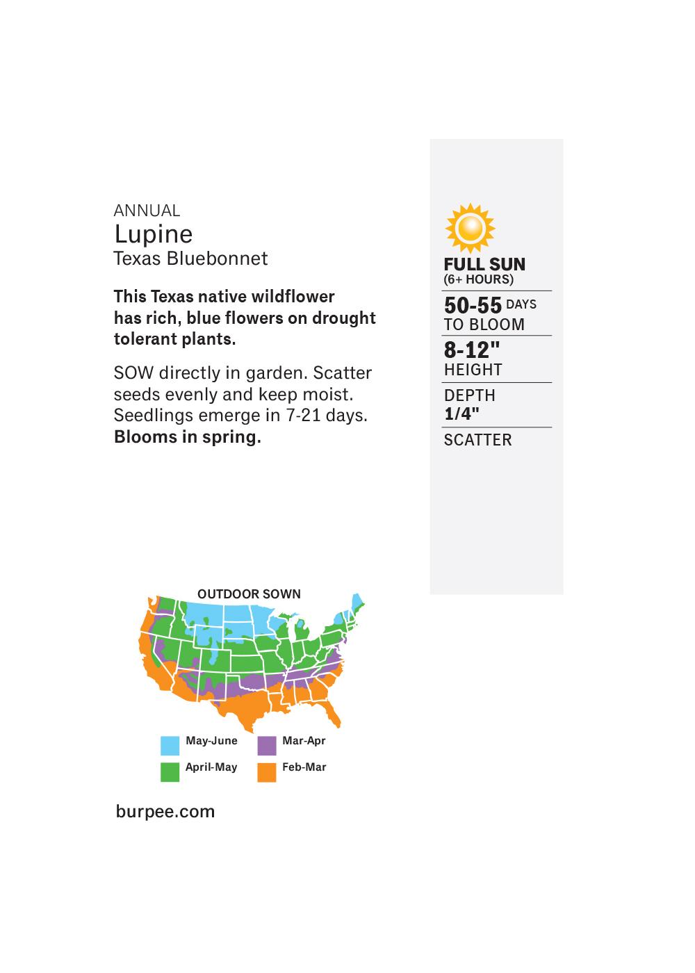 Burpee Annual Lupine Texas Bluebonnet Seeds; image 2 of 2