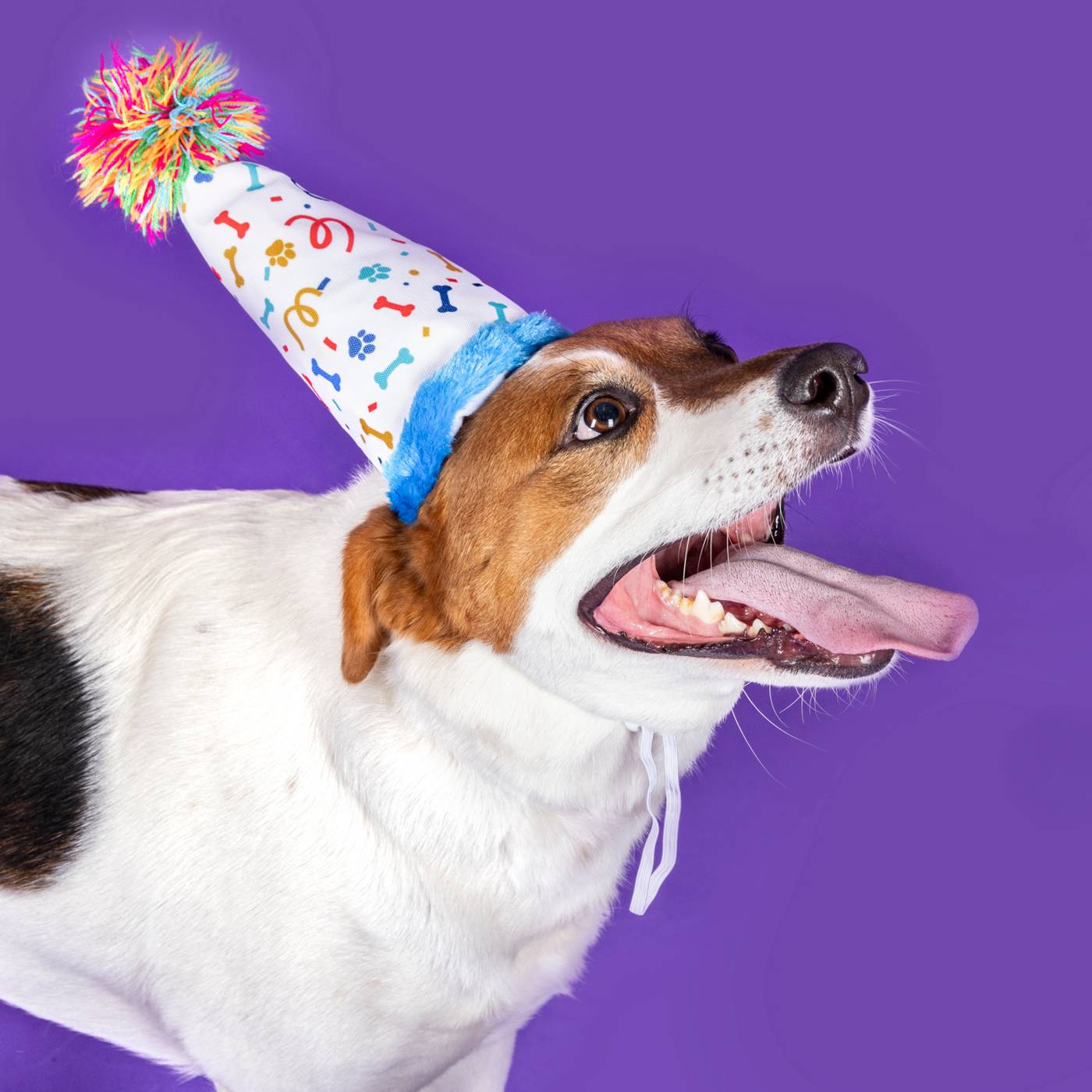 Woof & Whiskers Birthday Party Plush Dog Toy; image 5 of 5