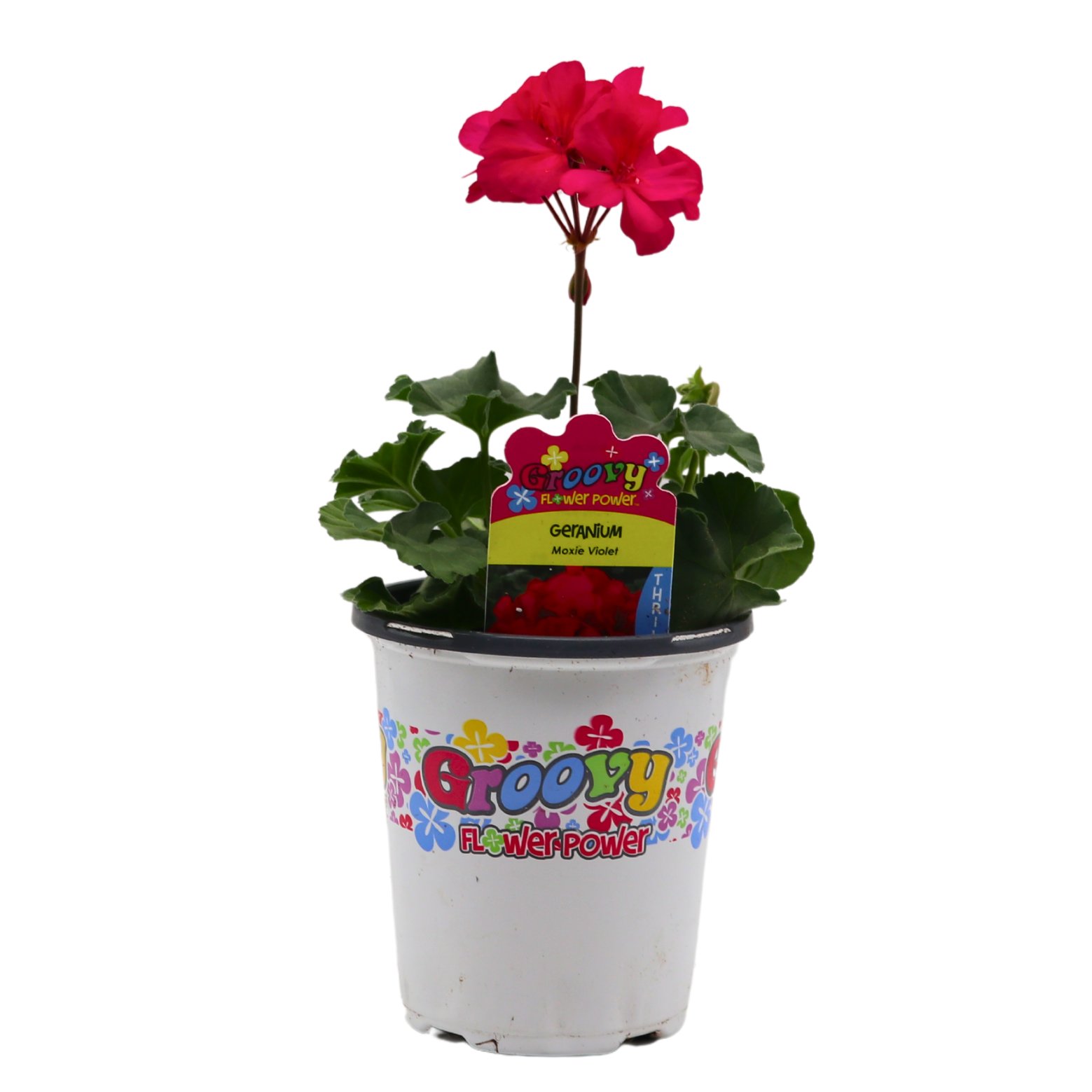 Groovy Flower Power Geranium - Moxie Violet - Shop Potted plants at H-E-B