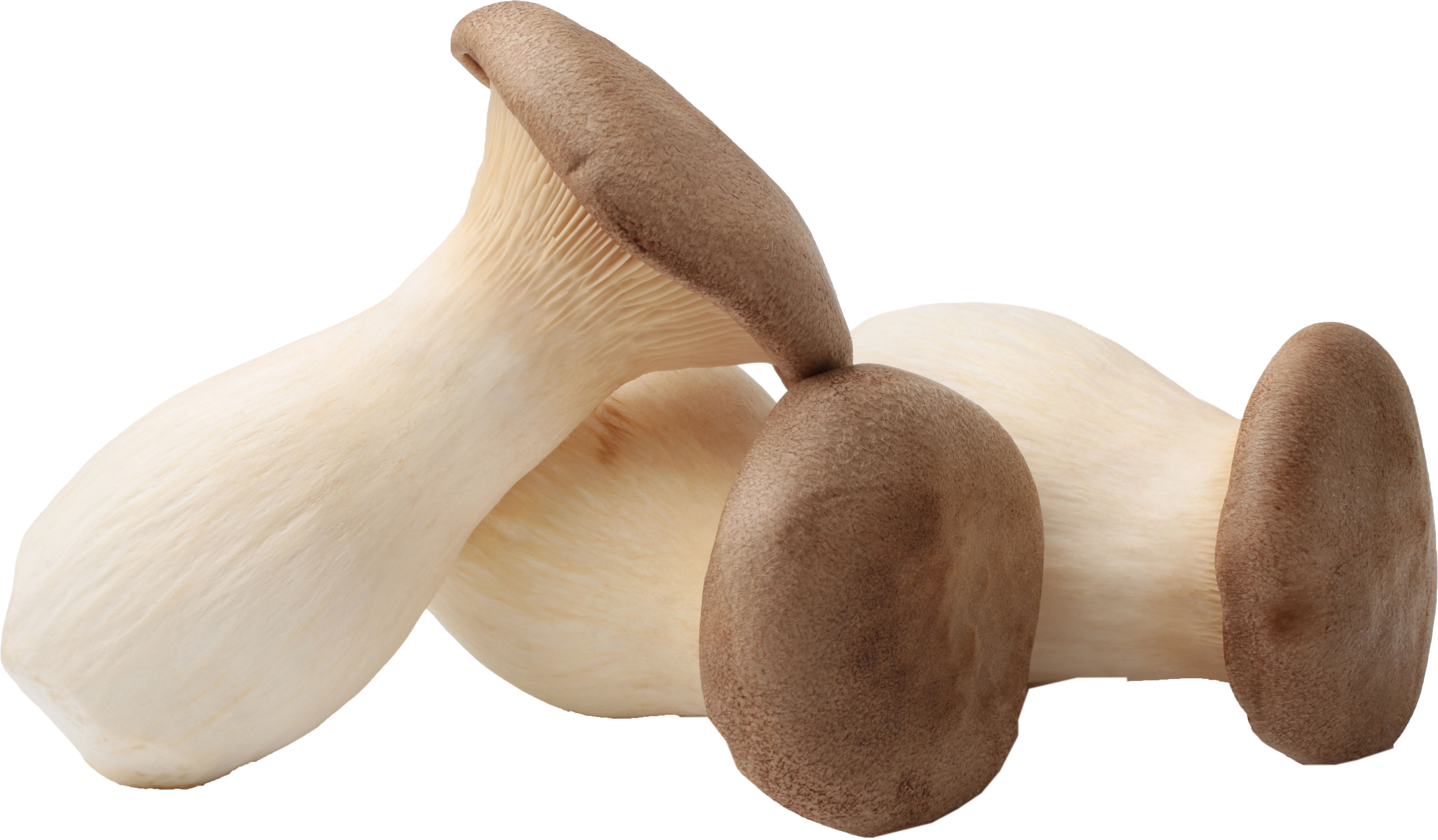 Organic King Oyster Mushrooms Shop at HEB