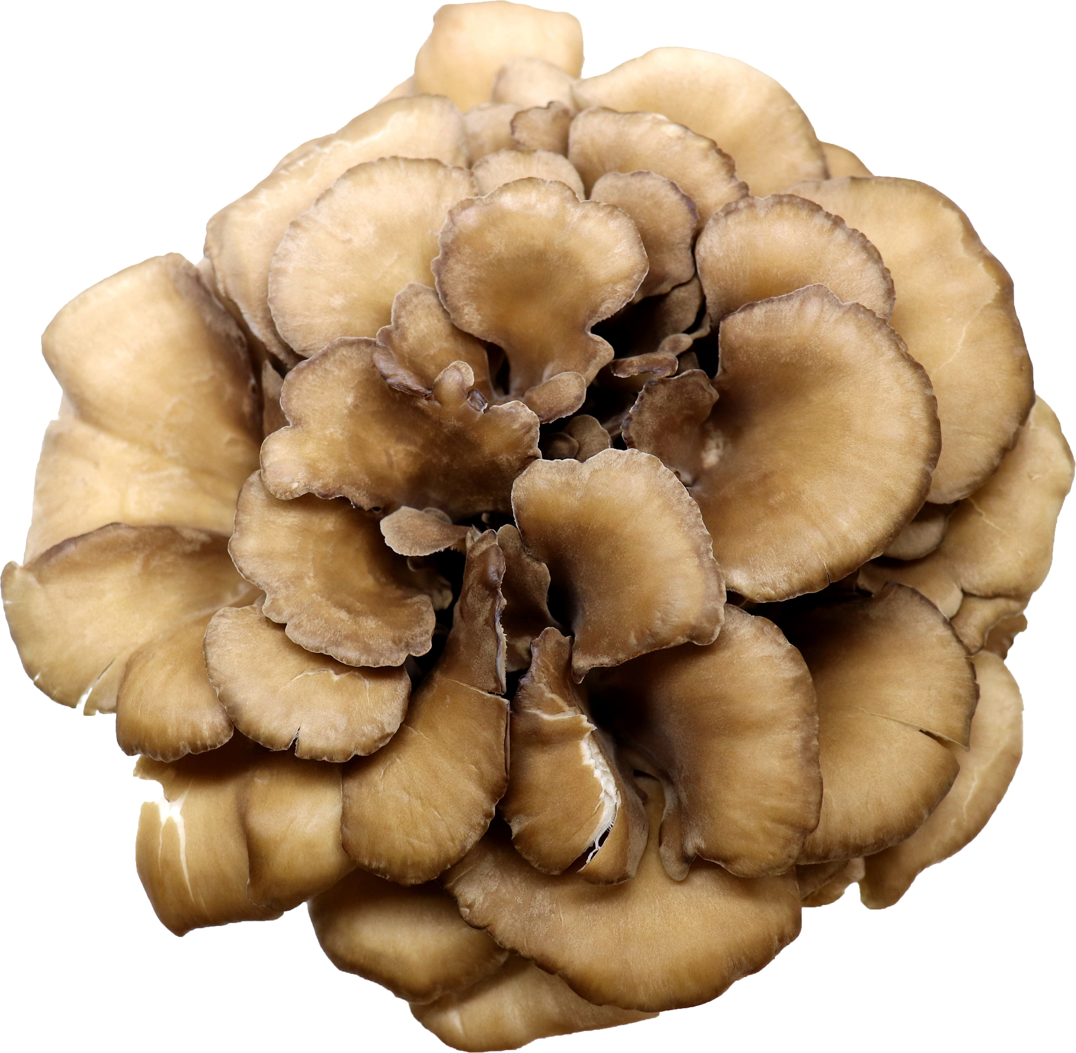 Organic Hen Of The Wood Mushrooms Shop at HEB