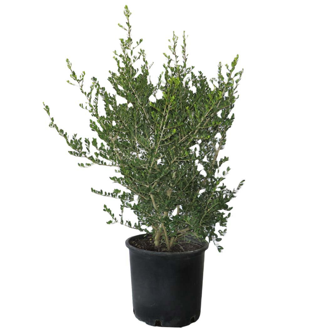 Greenleaf Nursery Pride of Houston Yaupon Holly - Shop Potted Plants at 