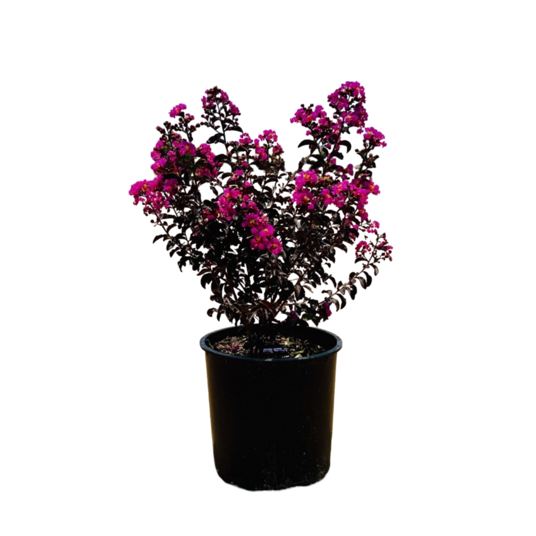 Crapemyrtle Black Diamond Purely Purple - Shop Potted Plants At H-e-b