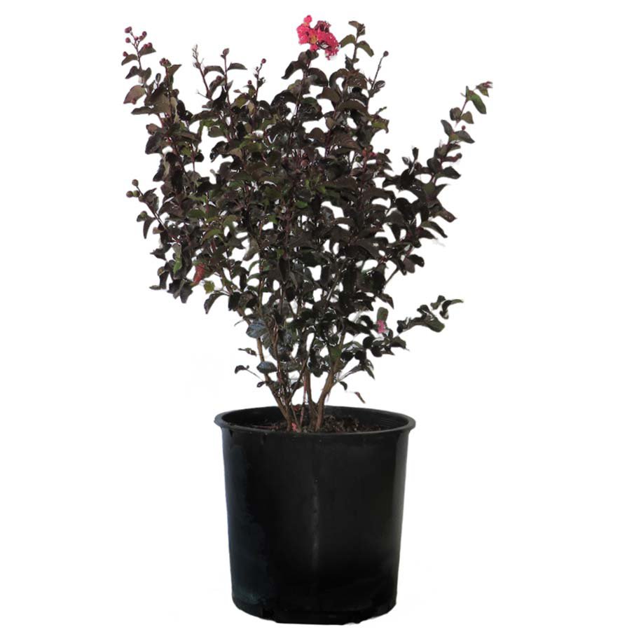 Greenleaf Nursery Black Diamond Shell Pink Crapemyrtle Shop Potted