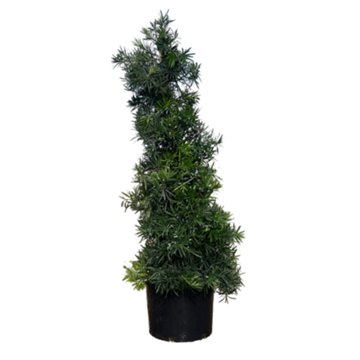 Podocarpus Shrubby Yew Staked, 7 gal