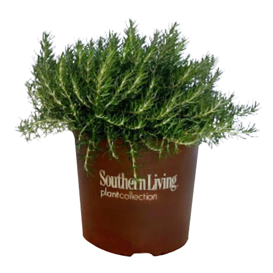 Greenleaf Nursery Chef's Choice Rosemary Shop Potted Plants at HEB