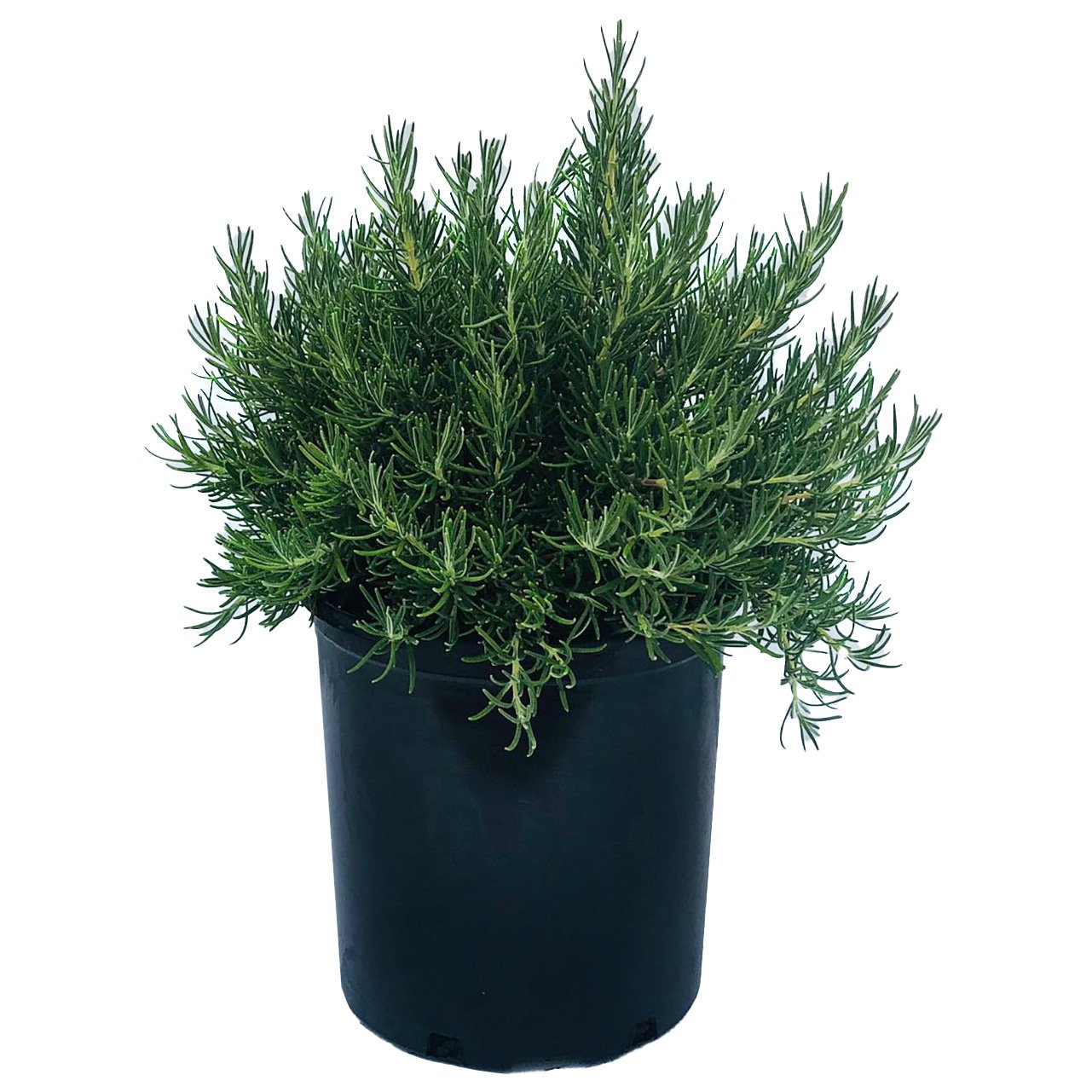 Greenleaf Nursery Roman Beauty Rosemary Shop Potted Plants at HEB