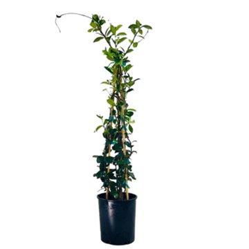 Jasmine Star Staked, 1 gallon