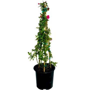 Greenleaf Nursery Peggy Martin Climbing Rose, 3 gal