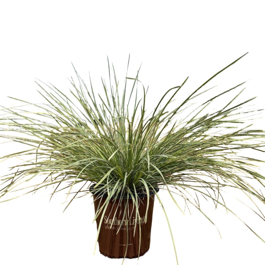 Lomandra Platinum Beauty - Shop Potted plants at H-E-B
