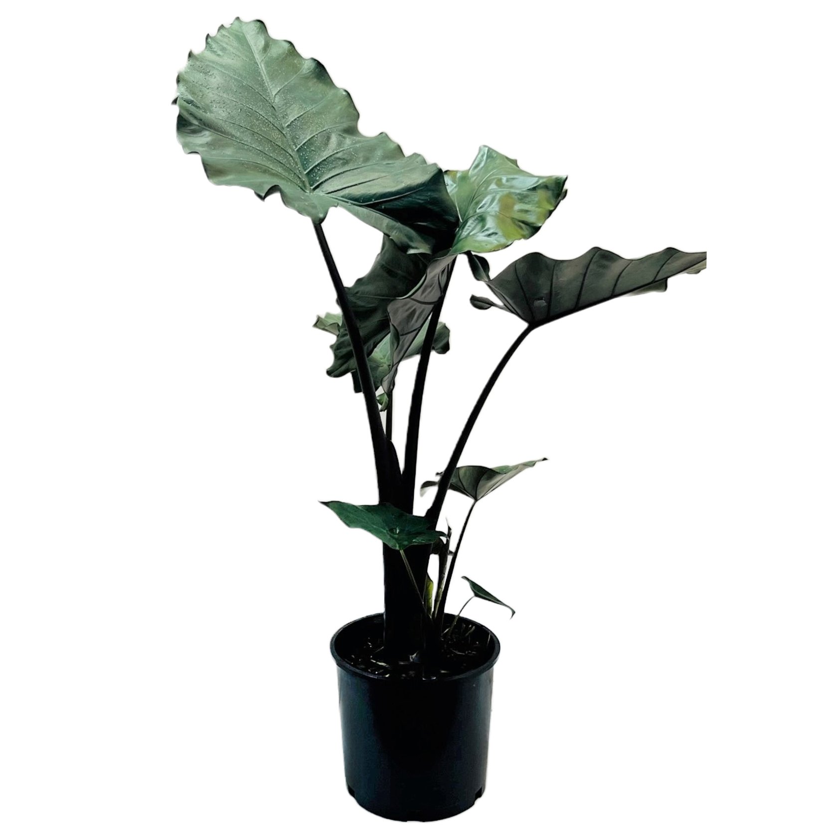 Greenleaf Nursery Sumo Elephant Ear Shop Potted plants at HEB