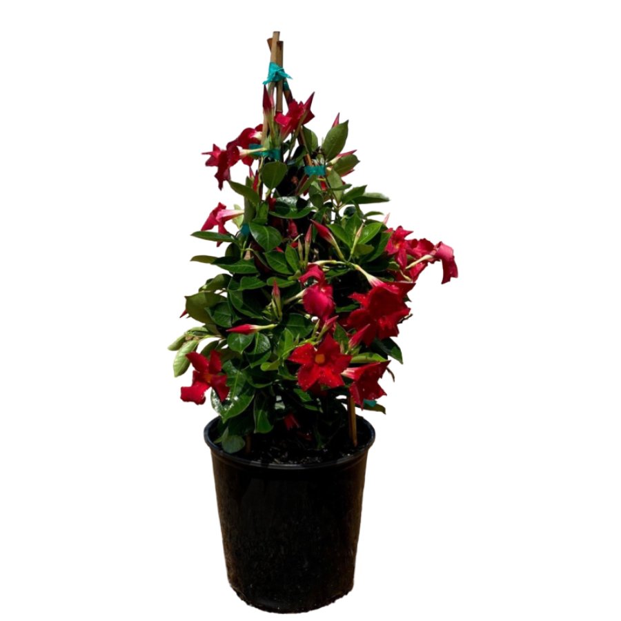 Mandevilla Bella Scarlet - Shop Potted plants at H-E-B