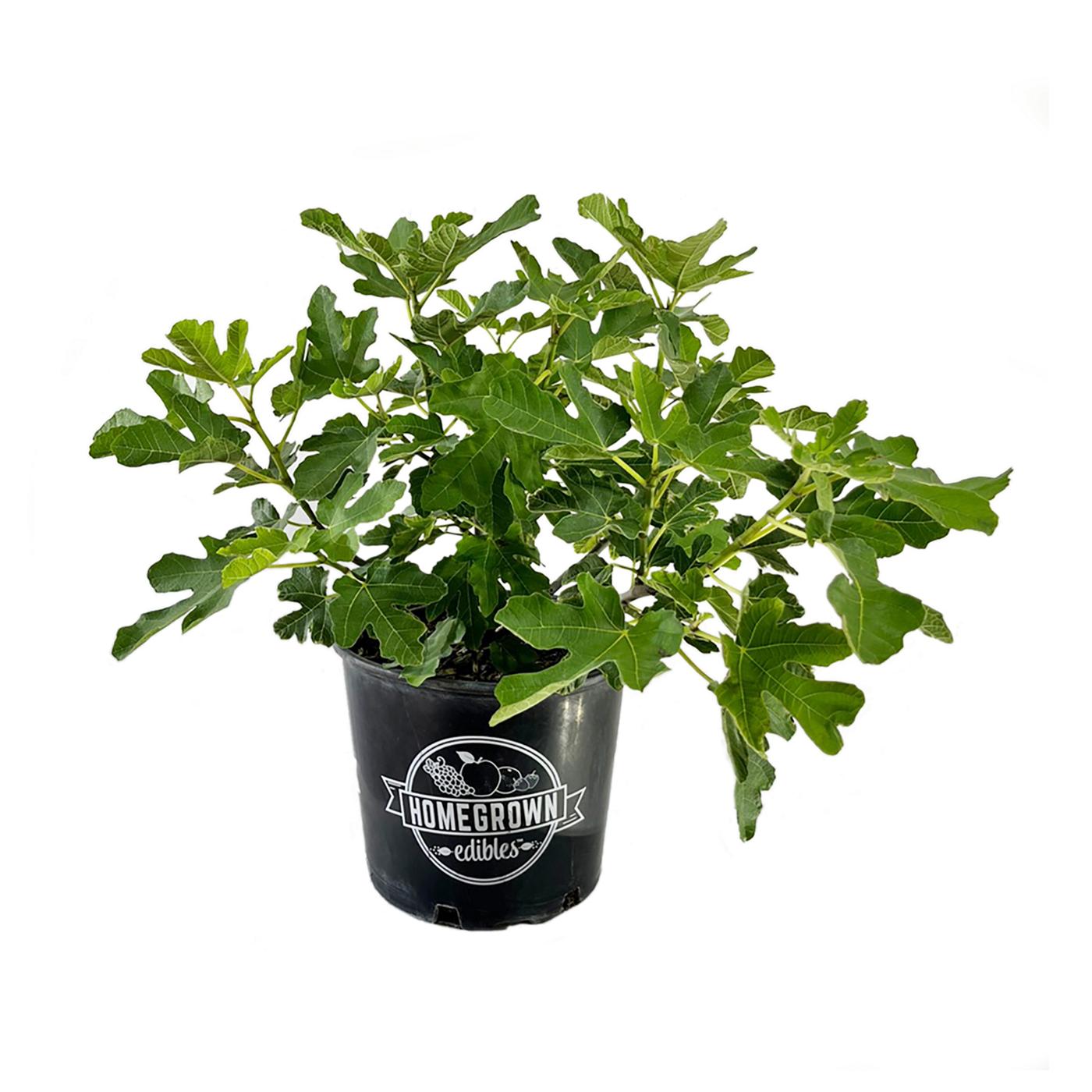 Greenleaf Nursery Texas Everbearing Fig Potted Plant Shop Potted