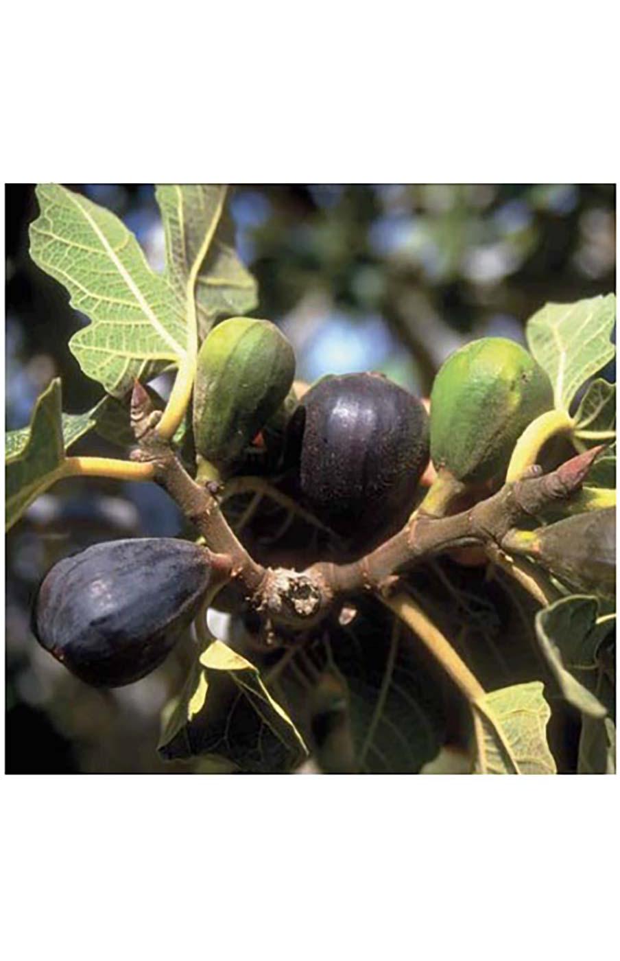 Greenleaf Nursery Texas Everbearing Fig Potted Plant Shop Potted