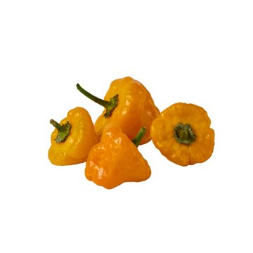 Fresh Scotch Bonnet Peppers, 4 oz