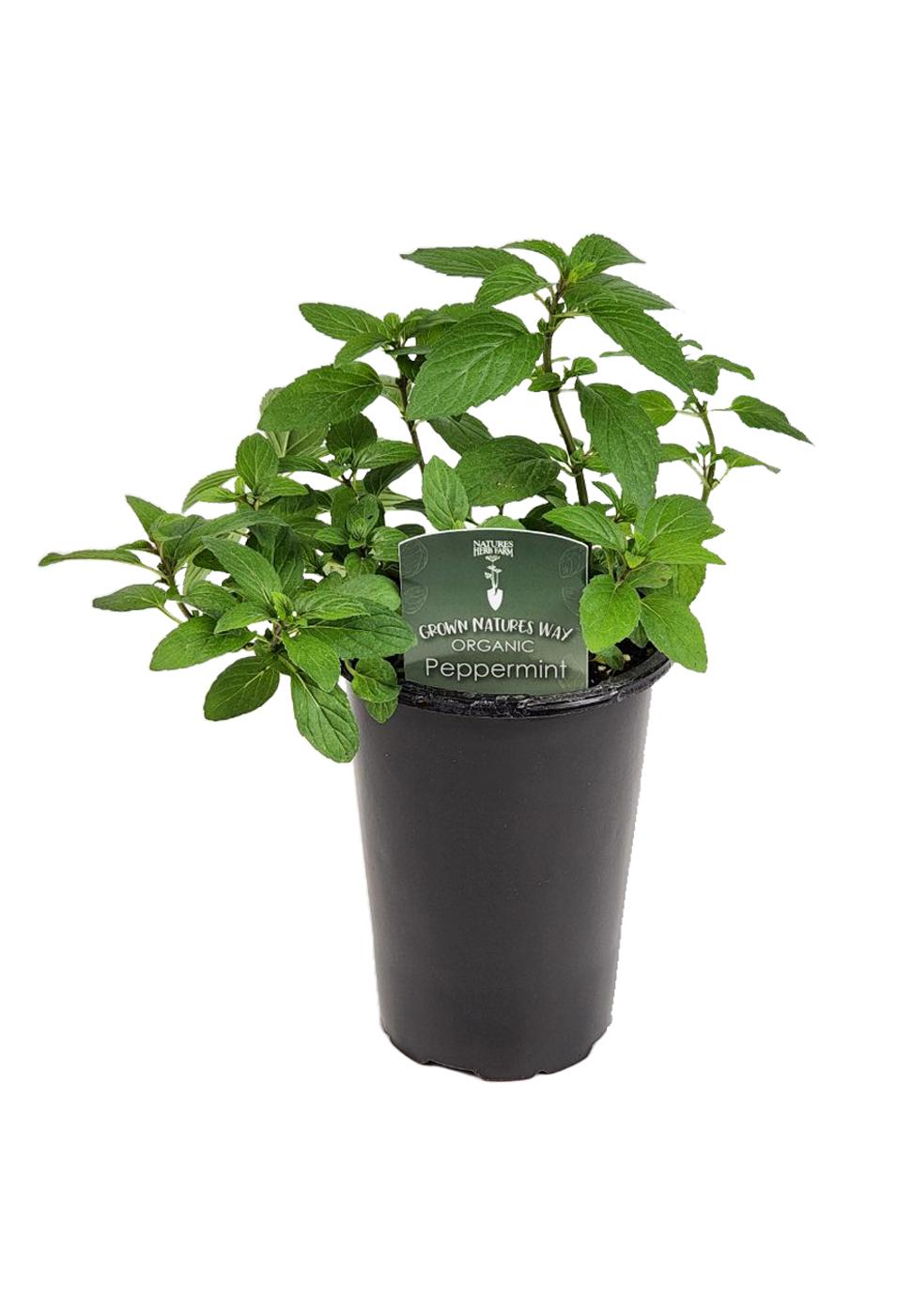 Natures Herb Farm Organic Peppermint Potted Herb; image 1 of 2