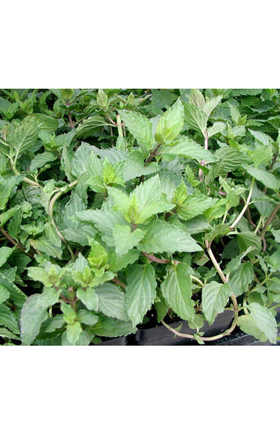 Natures Herb Farm Organic Peppermint Potted Herb; image 2 of 2