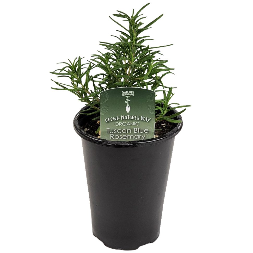 Natures Herb Farm Organic Tuscan Blue Rosemary Potted Herb Shop
