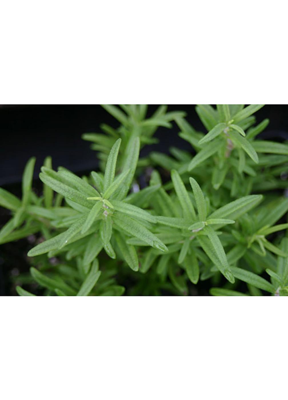 Natures Herb Farm Organic Tuscan Blue Rosemary Potted Herb Shop